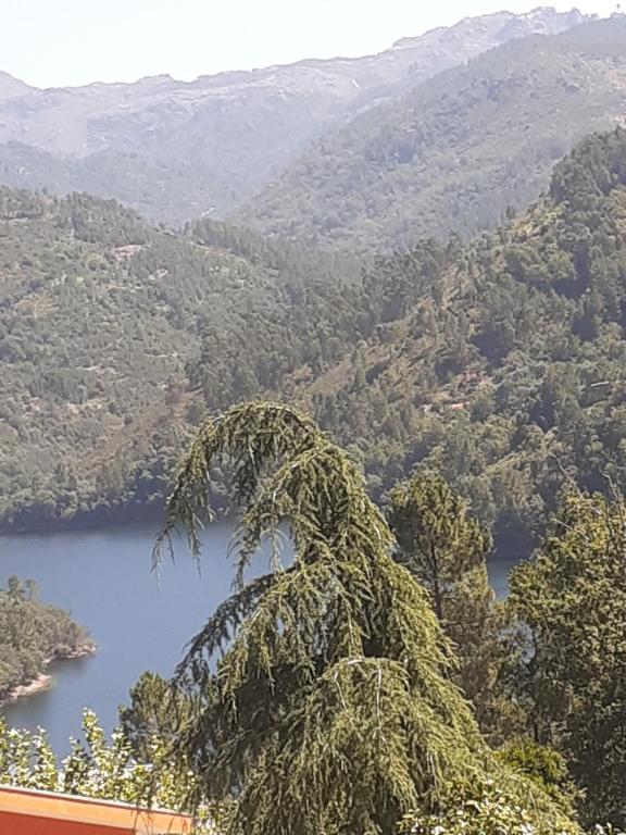 a tree in front of a view of a lake at Os Girassóis da Carla in Braga
