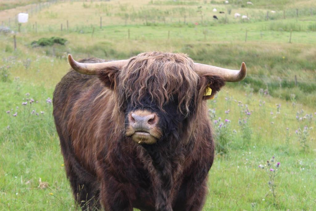 Zvířata v kempu nebo okolí