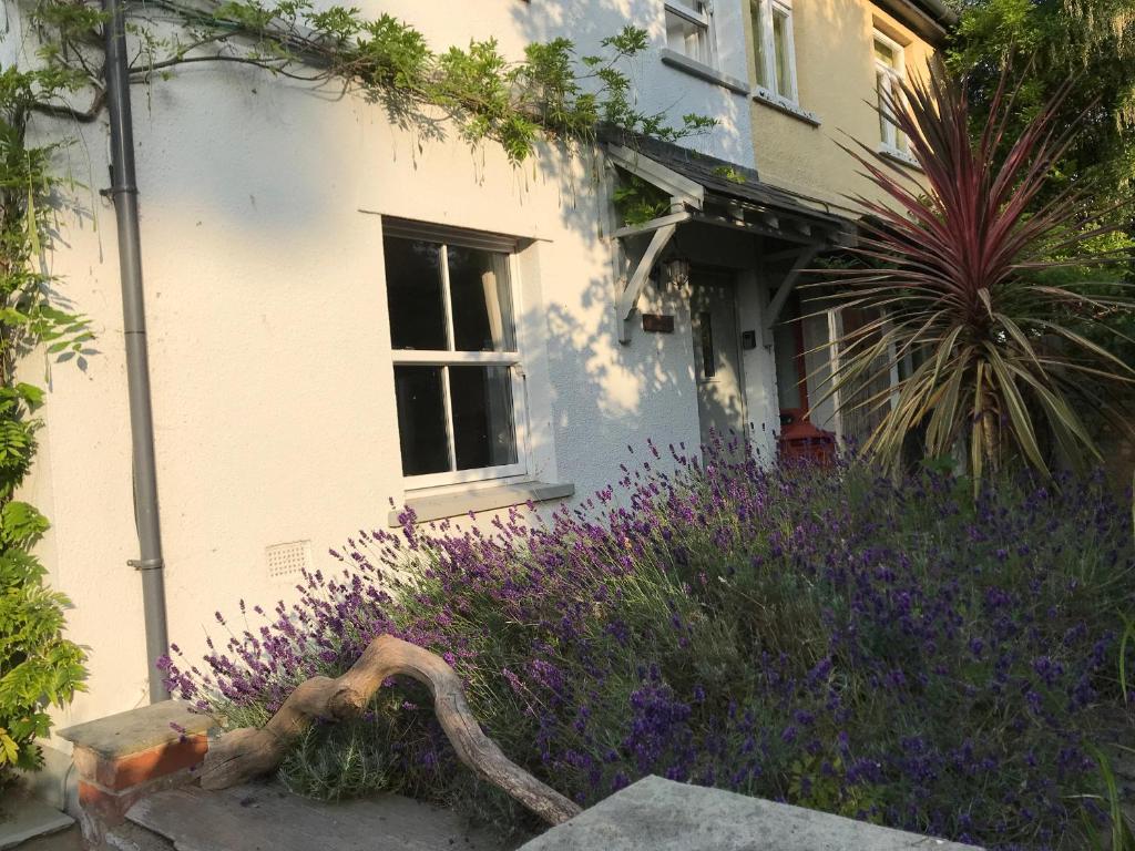 a house with purple flowers in front of it at Bethel Cottage in Lyme Regis