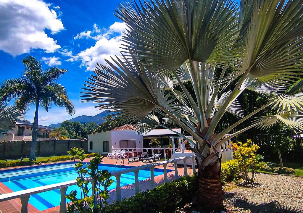 a palm tree in front of a swimming pool at Finca Turística Peñoles - Cerca de Charcos y Cascadas - Finca Rústica en San Carlos, Antioquia in San Carlos