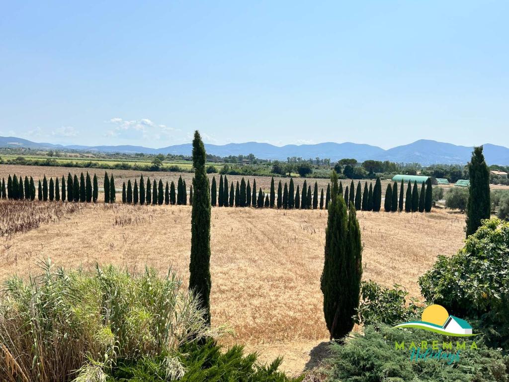 a field with cypress trees in front of a vineyard at Agriturismo Casa Lenzi in Follonica