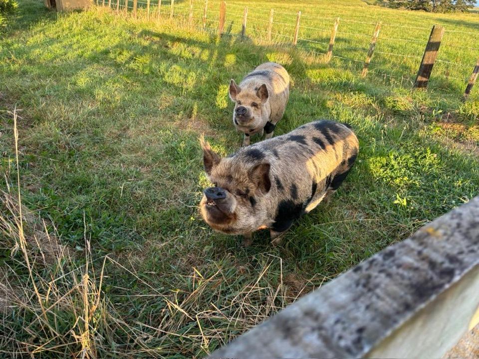 Domácí mazlíčci ubytovaní s hosty v ubytování Tataraimaka Farmlet