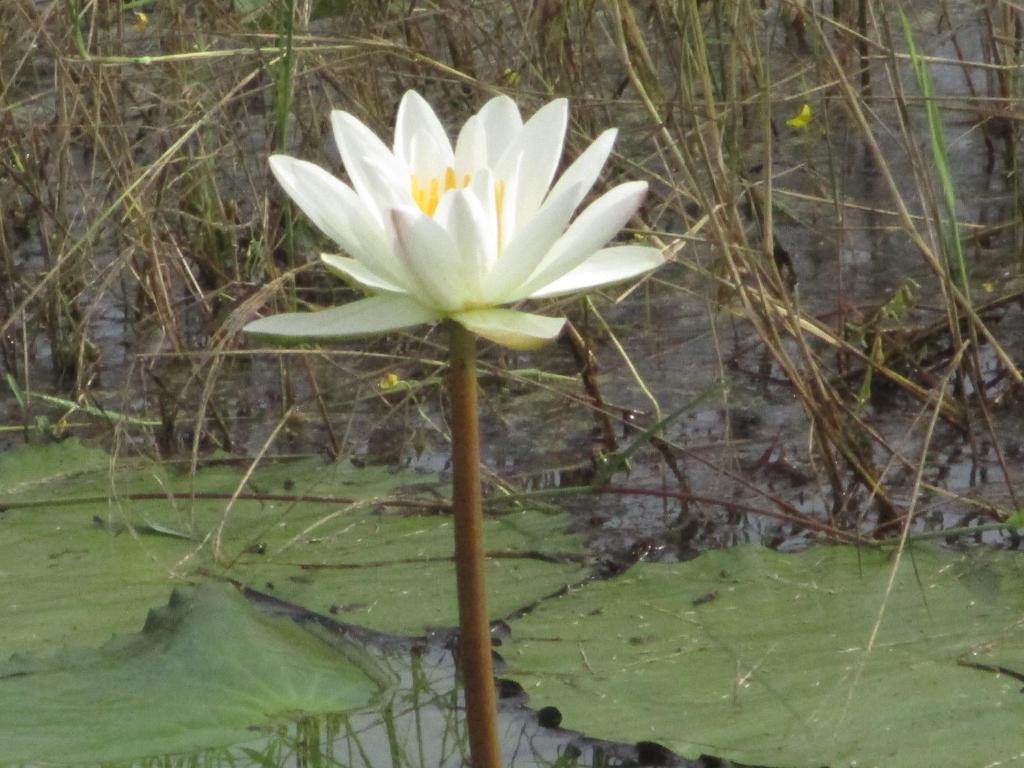 Fotografie z fotogalerie ubytování Peacock Lake Villa v destinaci Habarana