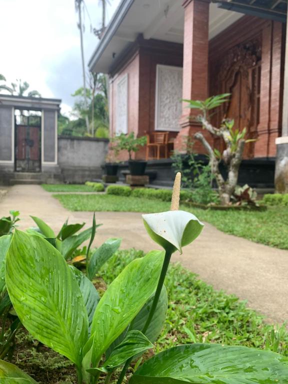 لابی و فضای عمومی Made Misi Homestay & Guesthouse - تصویر ۵