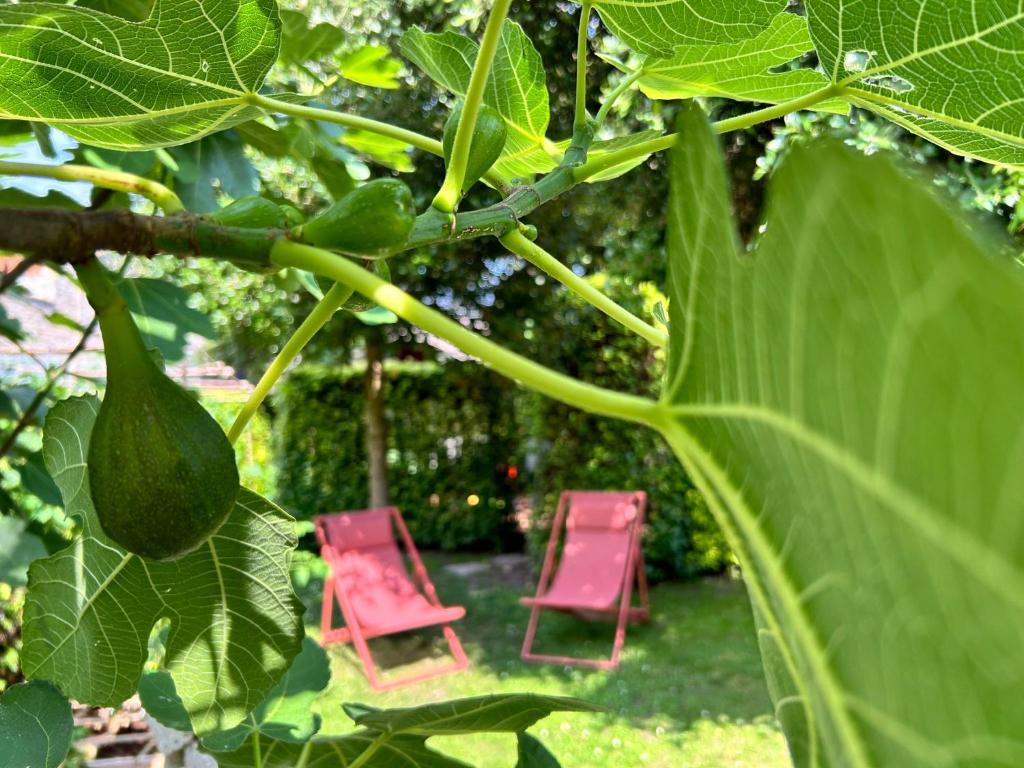 A garden outside B&B Contrast
