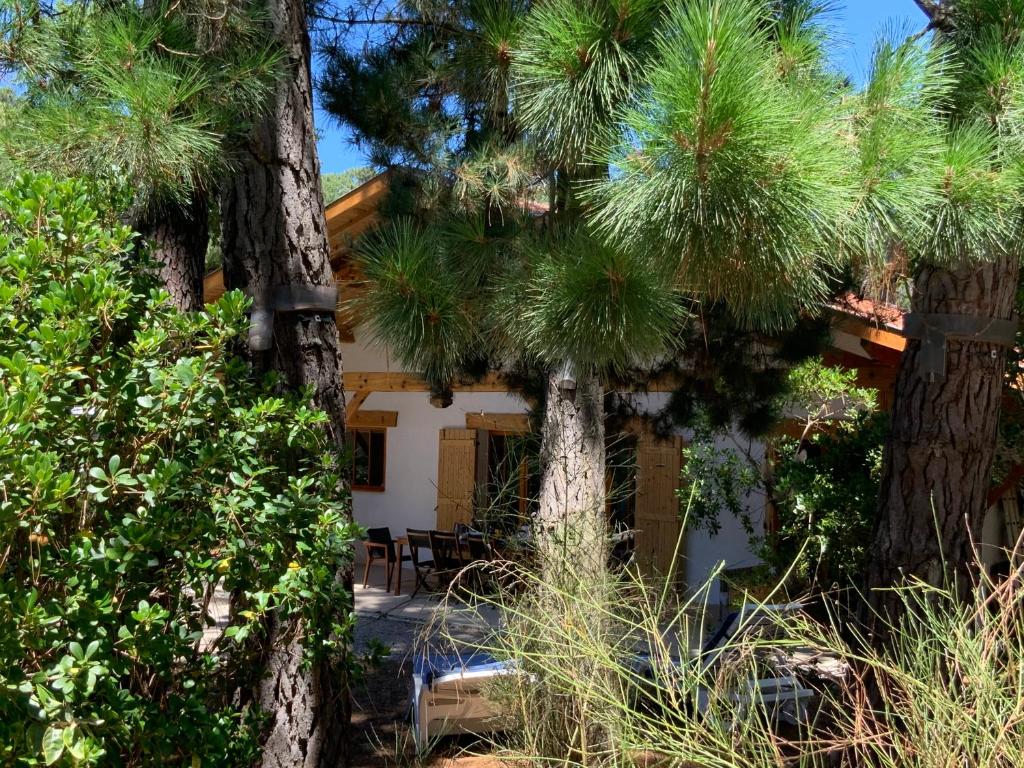 une maison entre deux palmiers devant dans l'établissement Villa l Esquiro, à Lège-Cap-Ferret