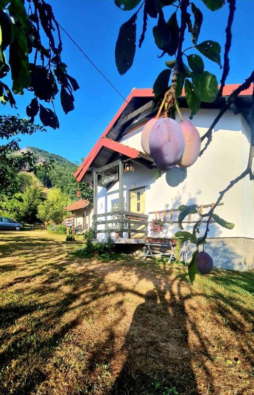 a house with purple onions hanging from a tree at Kosta's romantic house in Plav