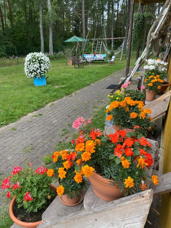 Zahrada ubytování Torgu Royal Guesthouse