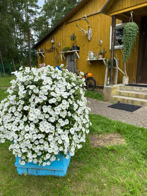 Zahrada ubytování Torgu Royal Guesthouse
