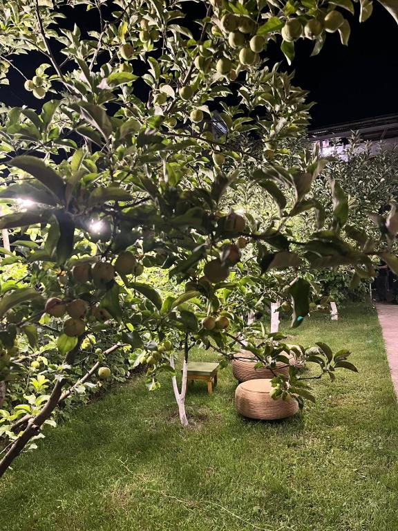 Zahrada ubytování Andranik B&B