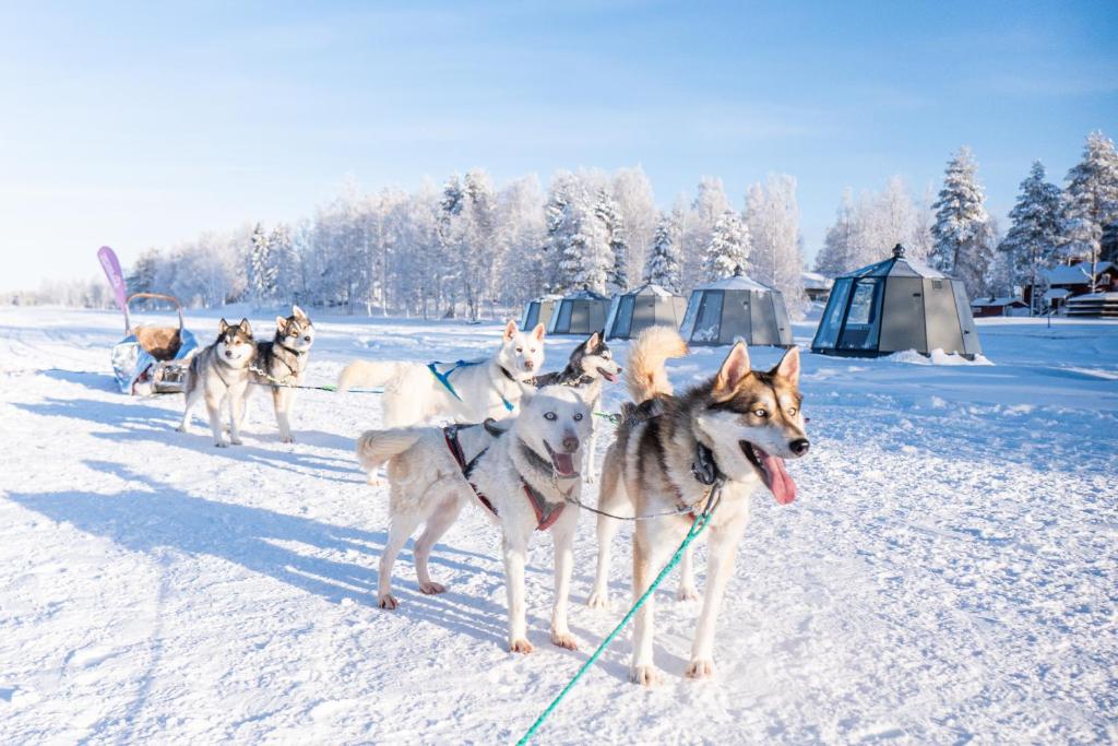 Arctic Guesthouse & Igloos v zimě