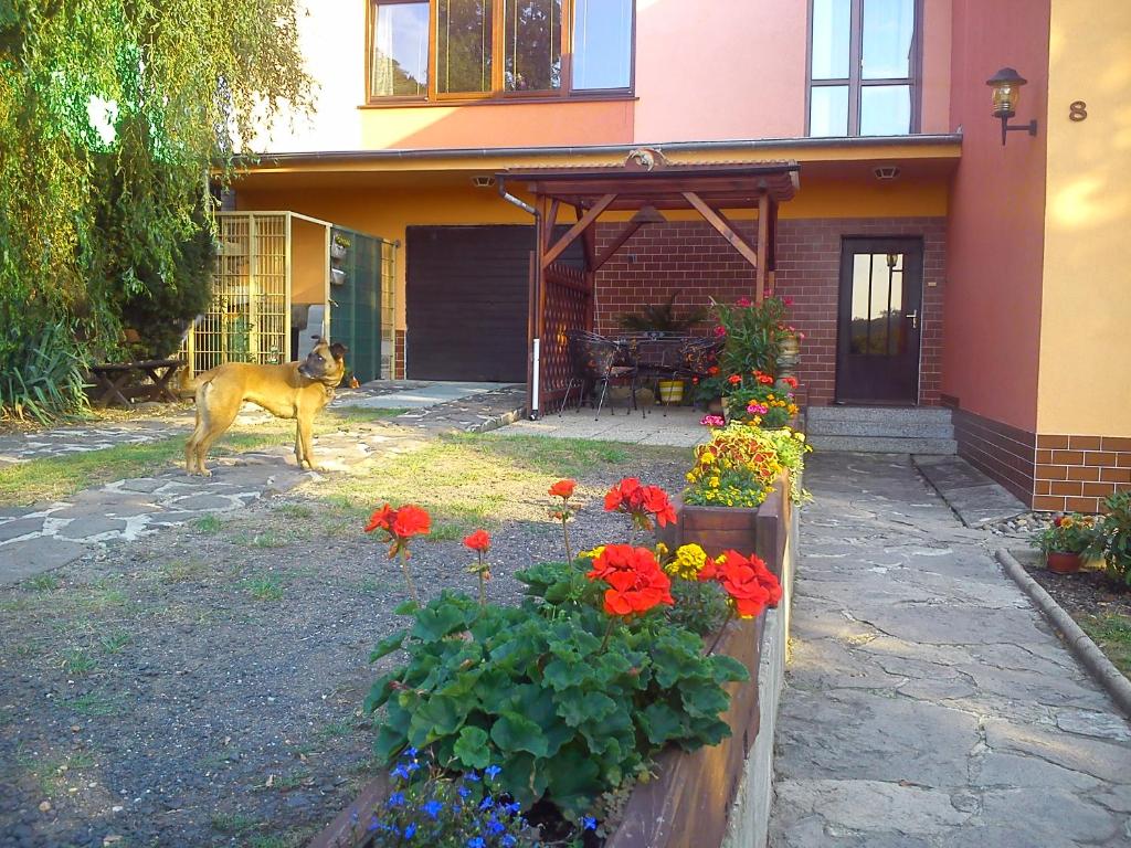 un cane in piedi di fronte a una casa con dei fiori di Apartments České Středohoří a Teplice