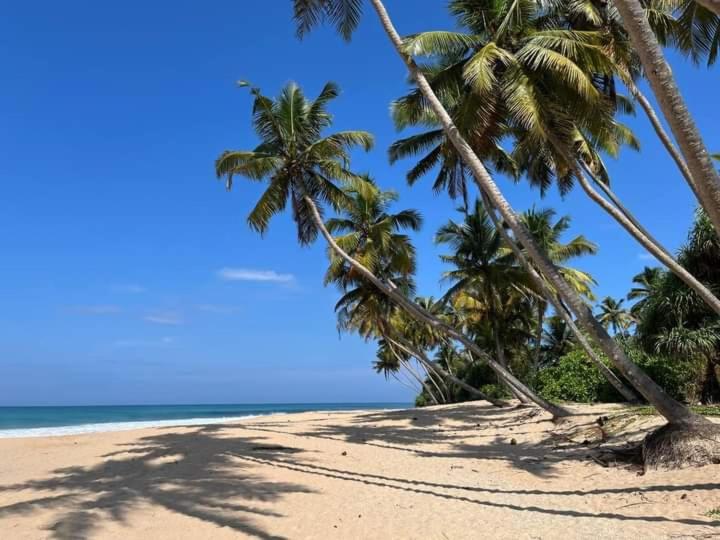 a group of palm trees on a sandy beach at Rainbow Beach Hotel in Ambalangoda