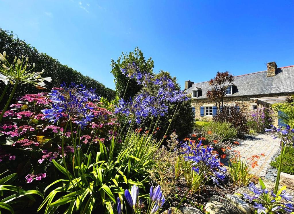 a garden with purple flowers in front of a house at Maison Les Agapanthes. in Lanmodez