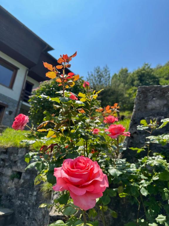 Zahrada ubytování Villa D'ALBA guest house