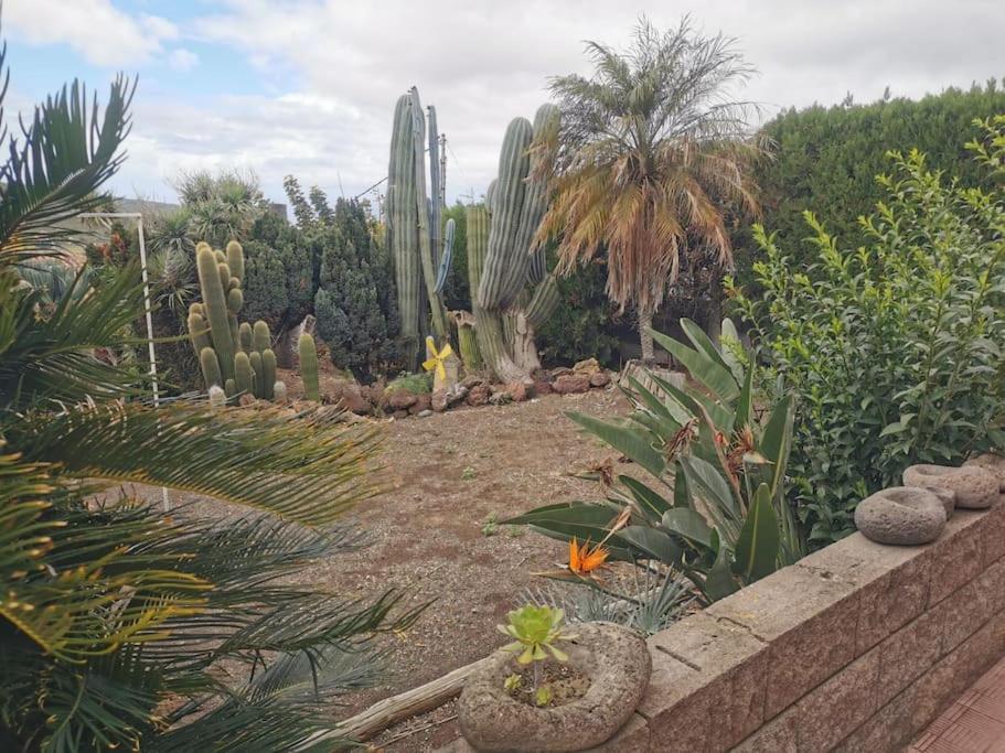 a garden with a bunch of cactuses and plants at Los Cactus in Santa Cruz de Tenerife