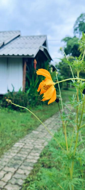 Tulip Resort Pai - 8