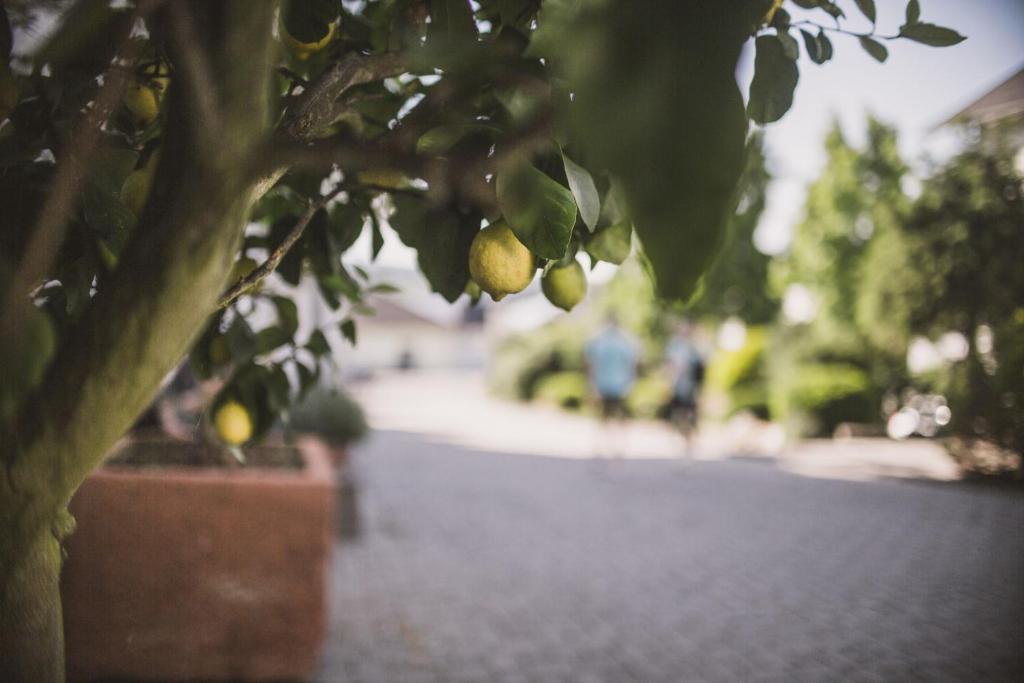 Fotografie z fotogalerie ubytování Weingut Gehlen-Cornelius v destinaci Brauneberg