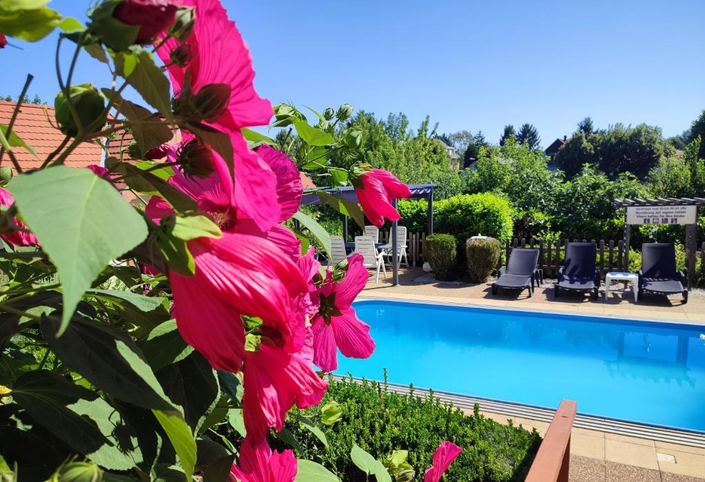 a group of pink flowers next to a swimming pool at Haus Marika in Siófok