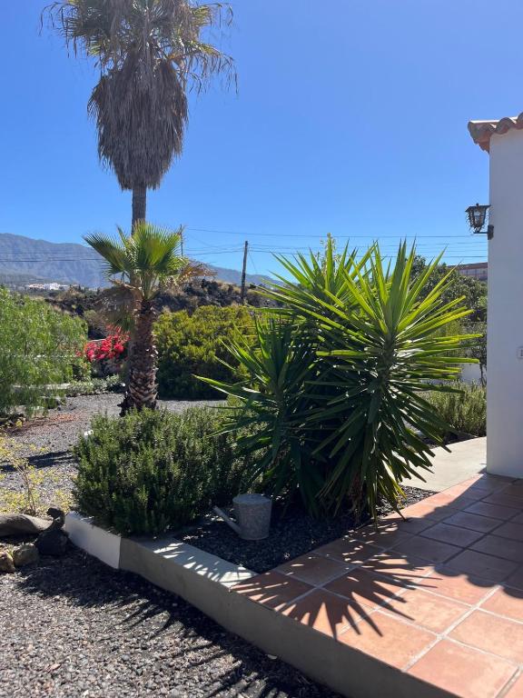 a garden with a palm tree and plants at Cráter 1 in El Paso