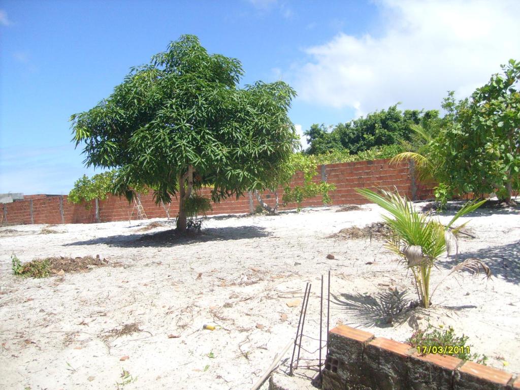 a tree sitting in the middle of a yard at Maria José de Oliveira Barreto in Camaçari