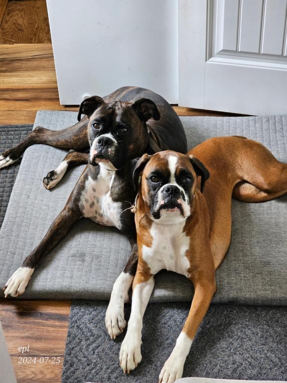 two dogs laying next to each other on a rug at Small Town Bound Inn in Montague