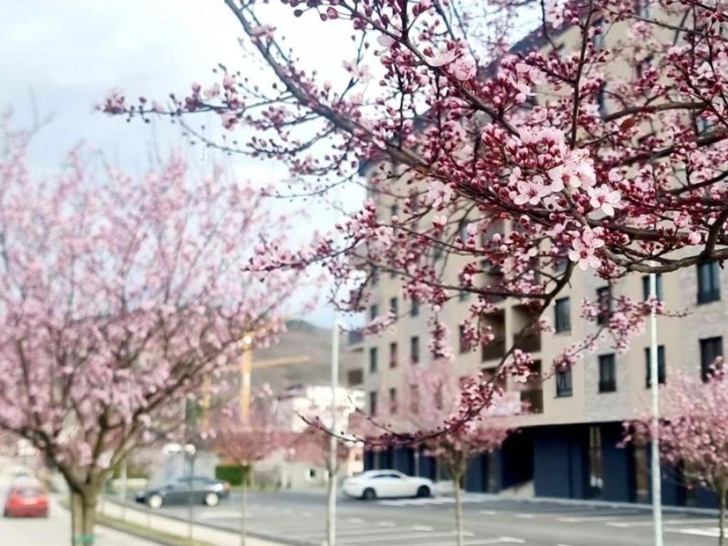 two trees with pink flowers in front of a building at Diamond Stan na Dan in Kiseljak