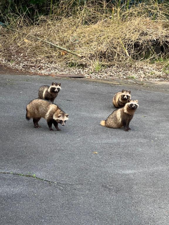 ゲストハウスの敷地内または近くにいる動物