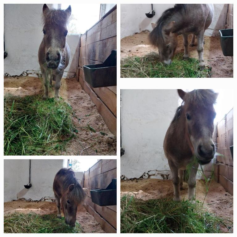 Zvířata v farmy nebo okolí