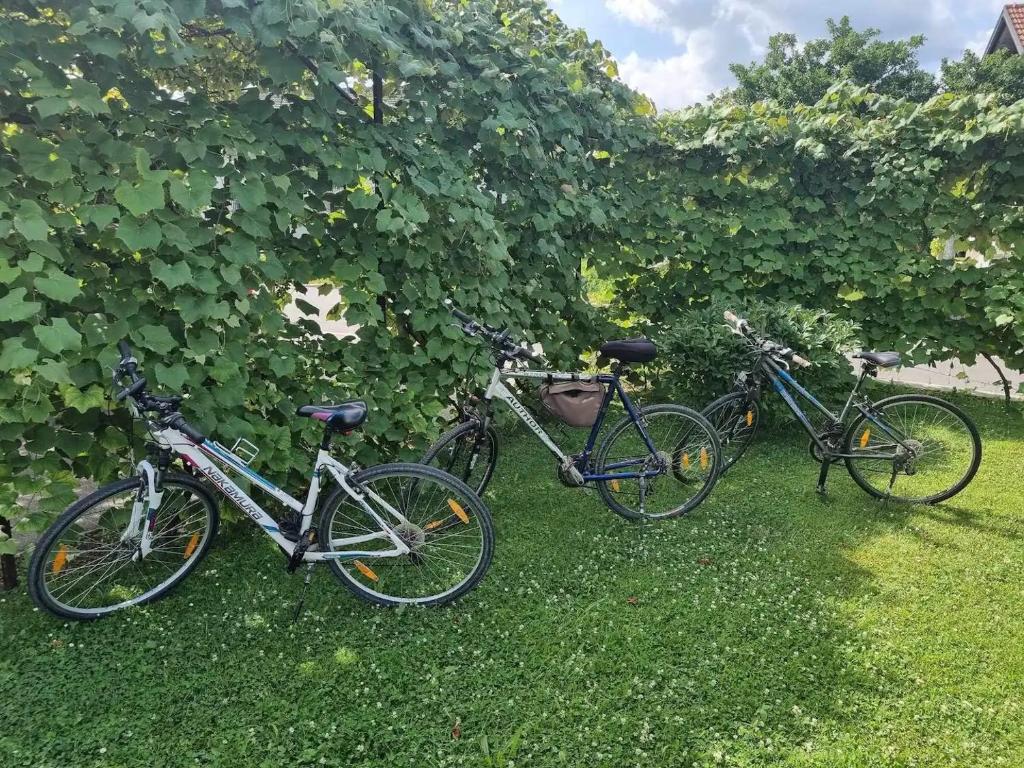 Jízda na kole v ubytování Green Garden Home nebo okolí