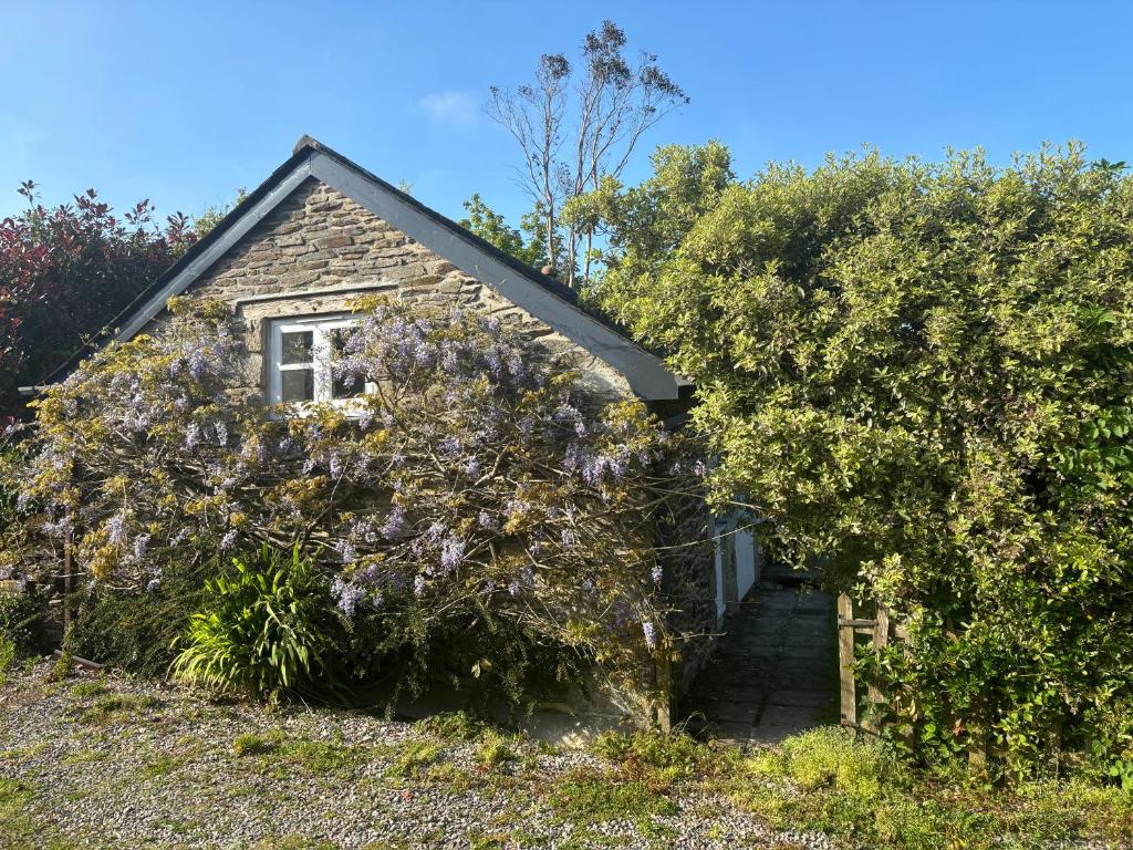 a house with a hedge of purple flowers at Wisteria Cottage in Truro