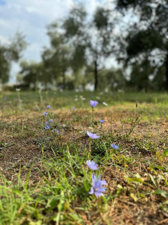 B&B Podere Cottimellino - Montalcino - Val d'Orcia - 11