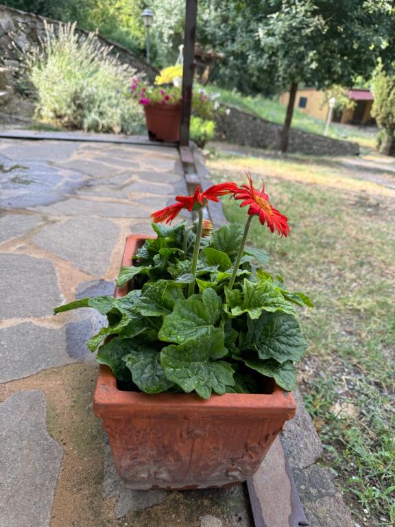 B&B Podere Cottimellino - Montalcino - Val d'Orcia - 15