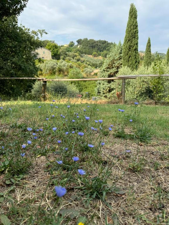 B&B Podere Cottimellino - Montalcino - Val d'Orcia - 14