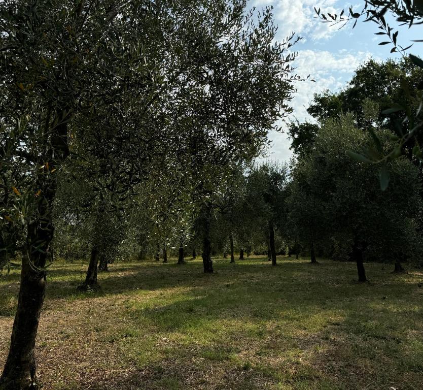 B&B Podere Cottimellino - Montalcino - Val d'Orcia - 7