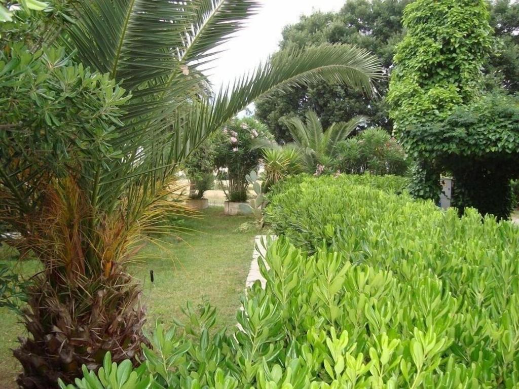 Zahrada ubytování Hotel Sabatino