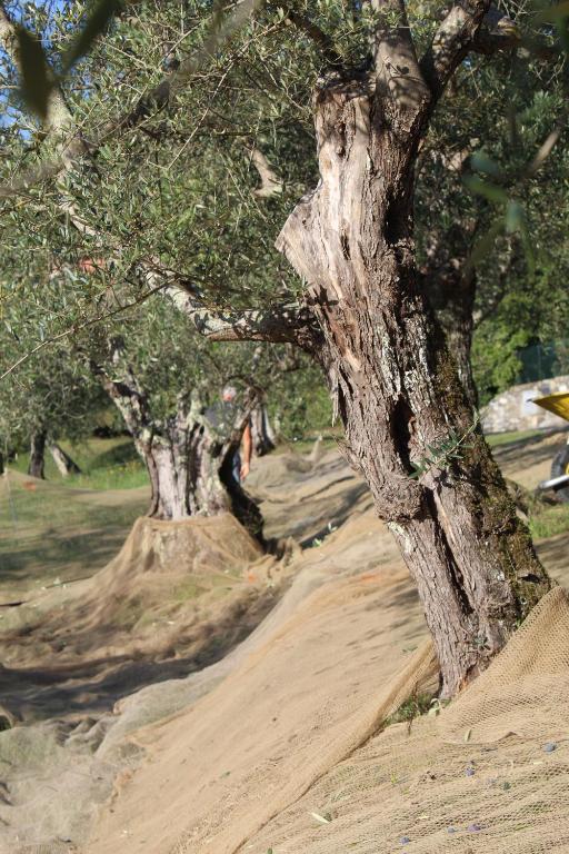 a tree on a dirt road next to some trees at Azienda Agricola Fabbrica Di San Martino in Lucca