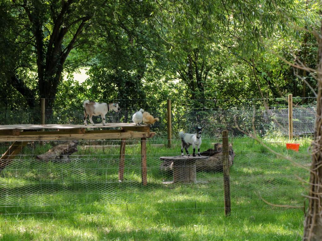 Zahrada ubytování The Foxes Den Shepherds Hut