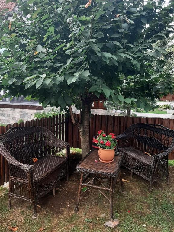 two chairs and a table under a tree with a pot of flowers at Casa Stana de Vale in Sovata