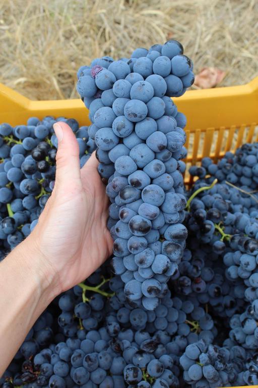 a person holding up a bunch of blue grapes at Azienda Agricola Fabbrica Di San Martino in Lucca