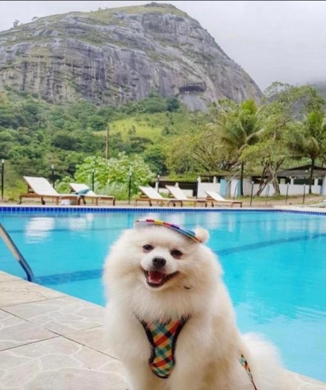 a dog wearing a tie standing in front of a pool at Eco Flat Pedra do Rodeadouro Hotel Fazenda in Bonito