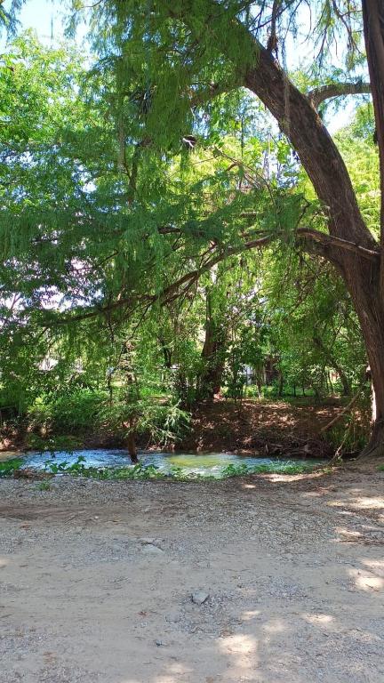 a tree with a river in the middle of a field at Finca EL CHACHALACO in Agua Buena