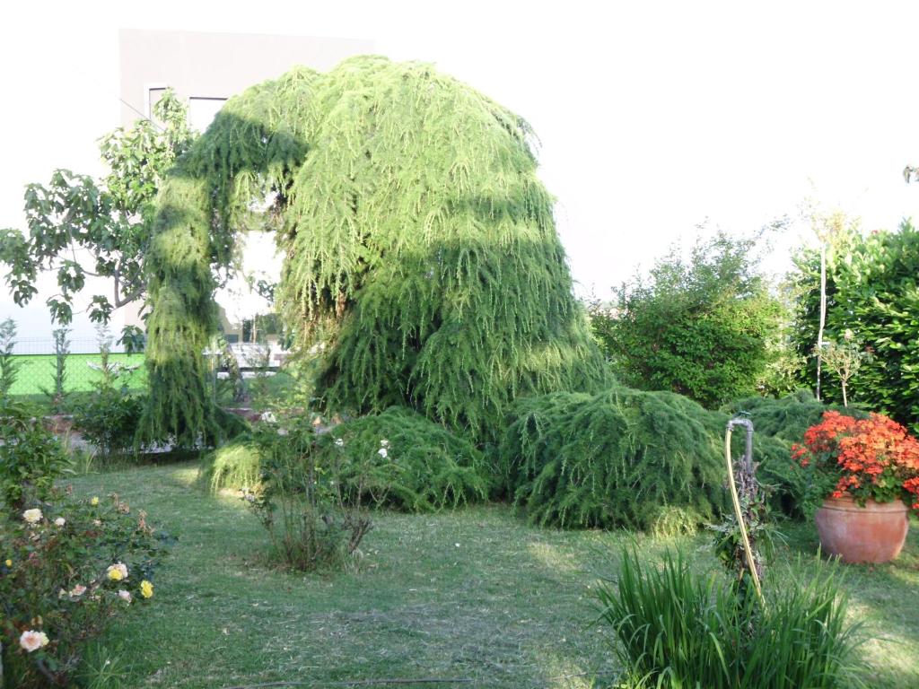 a garden with a weeping willow arch in a yard at Apartments Ribić in Umag