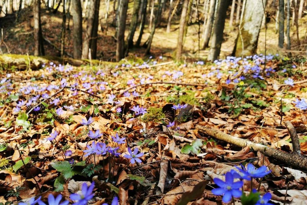 Zahrada ubytování Ferienwohnung mit Garten und Bergblick