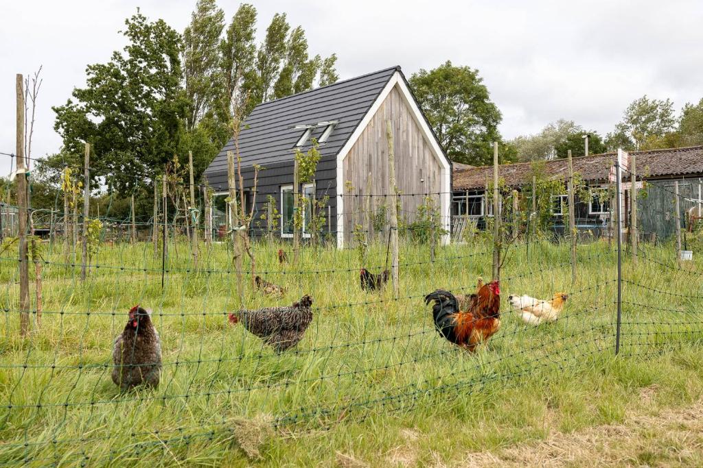 a group of chickens in a field behind a fence at Hello Zeeland - Vakantiewoning Kalfhoeksepad 8 in Aagtekerke