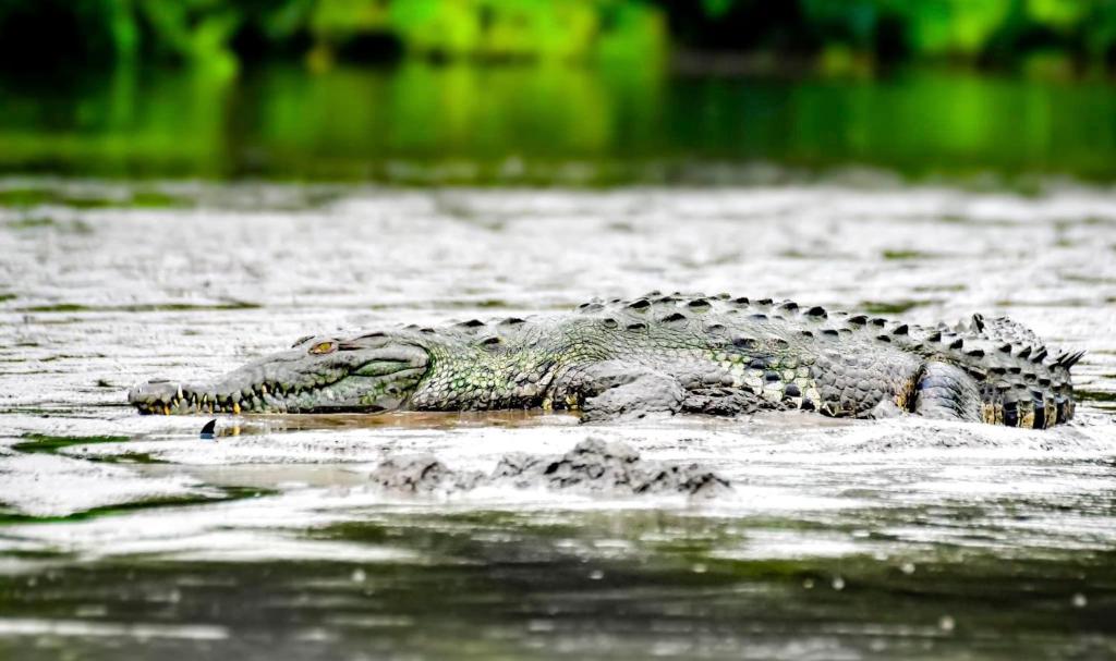 Zvířata v kapslového hotelu nebo okolí