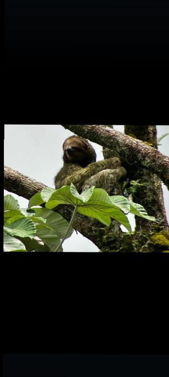 Fotografie z fotogalerie ubytování Happy turtle Tortuguero v destinaci Tortuguero