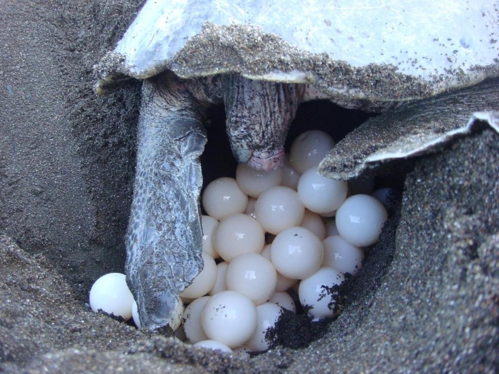 Fotografie z fotogalerie ubytování Happy turtle Tortuguero v destinaci Tortuguero