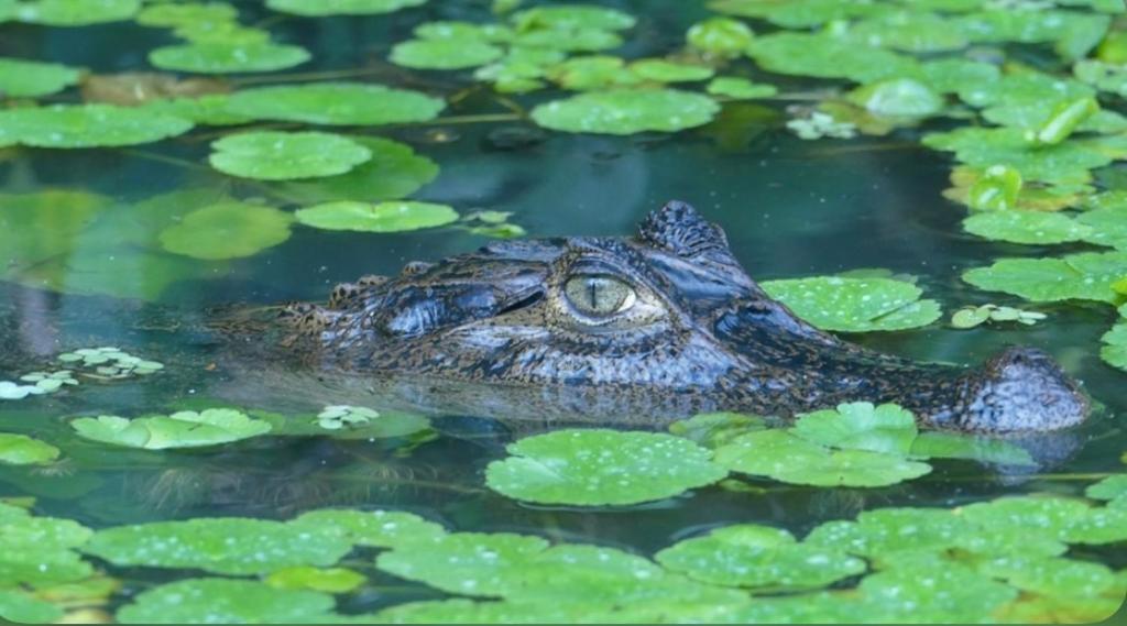 Zvířata v kapslového hotelu nebo okolí