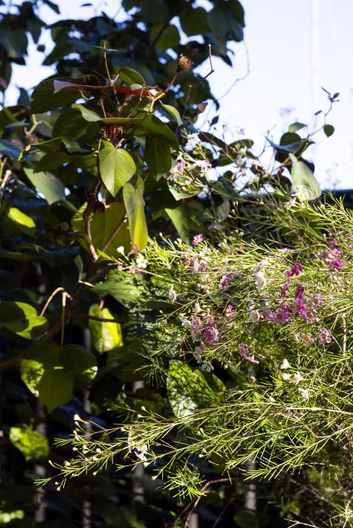 a bunch of flowers growing on a tree at Roo With A View By Swan Bnb Management in Preston Beach